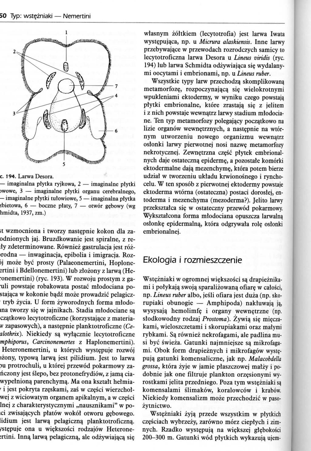 50 Typ: wst^zniaki Nemertini c. 194. Larwa Desora.
