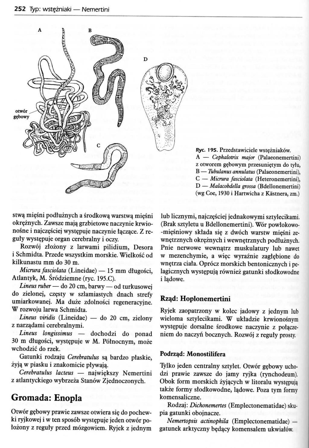 252 Typ: wst?zniaki Nemertini otwor g?bowy Rye. 195. Przedstawiciele wstezniakow.