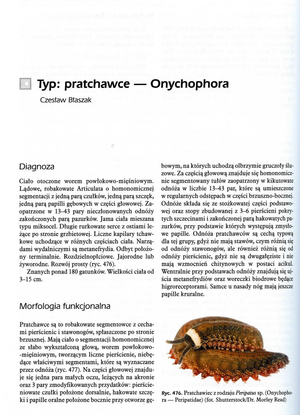 Typ: pratchawce Onychophora Czesfaw Btaszak Diagnoza Cialo otoczone worem powlokowo-mi?sniowym. Ladowe, robakowate Articulata o homonomicznej segmentacji z jednq par$ czulkow, jedna. para, szcz?