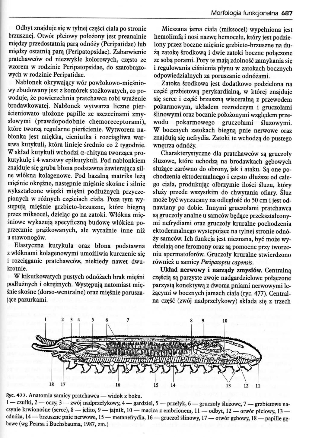 Morfologia funkcjonalna 687 Odbyt znajduje si w tylnej cz?sci ciala po stronie brzusznej. Otwor plciowy potozony jest preanalnie mi?dzy przedostatniq para_ odnozy (Peripatidae) lub mi?