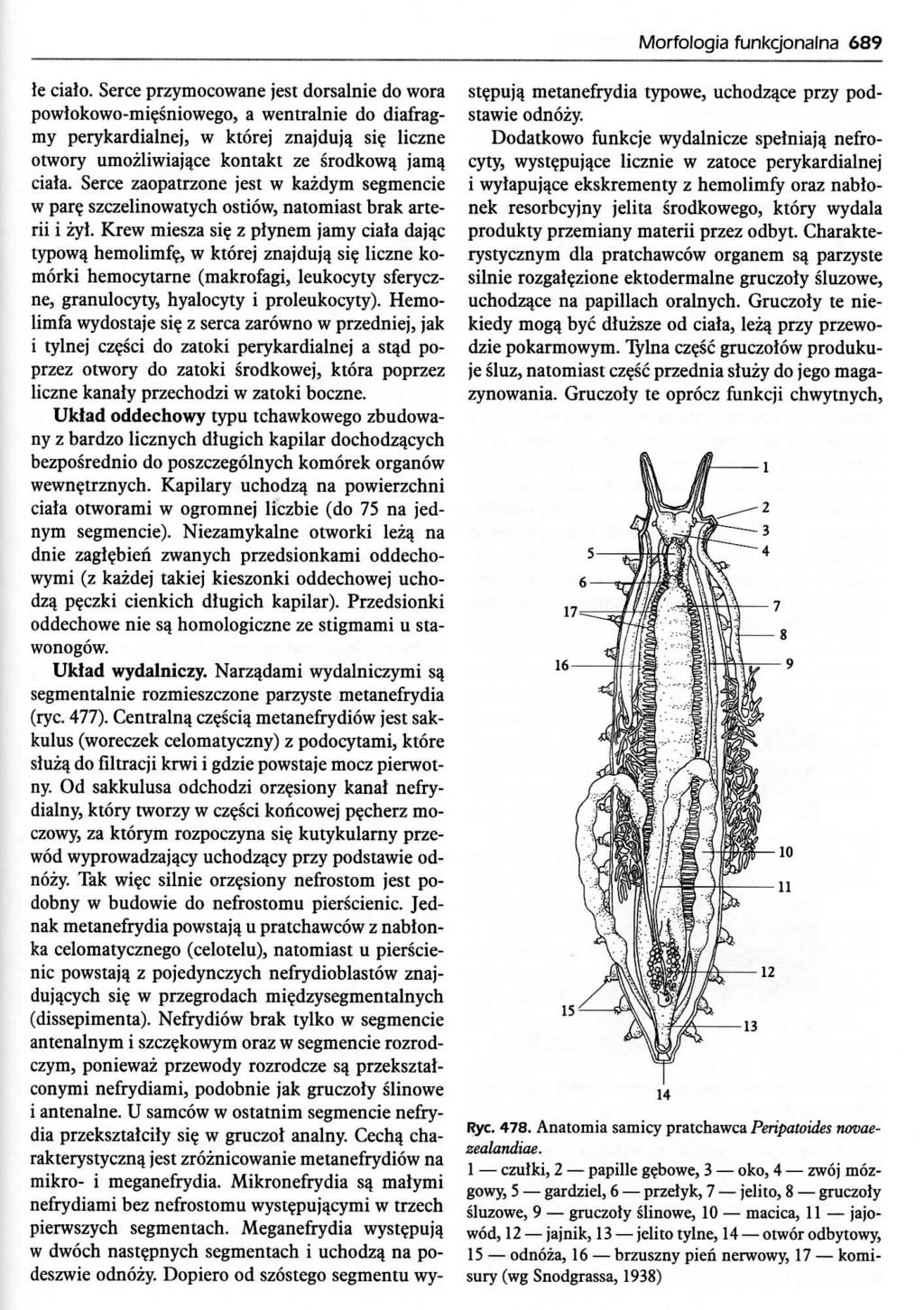 Morfologia funkcjonalna 689 le cialo. Serce przymocowane jest dorsalnie do wora powlokowo-mi?sniowego, a wentralnie do diafragmy perykardialnej, w ktorej znajduja, si? liczne otwory umozliwiaja.