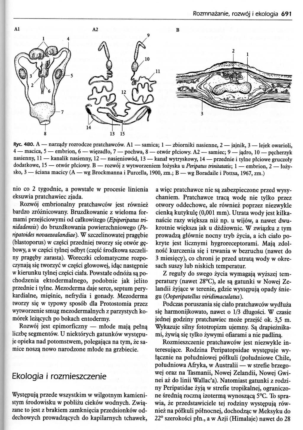Rozmnazanie, rozwbj i ekologia 691 13 15 Rye. 480. A narzady rozrodcze pratchawcow.