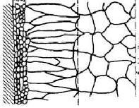 A R C H I V E S of F O U N D R Y E N G I N E E R I N G Published quarterly as the organ of the Foundry Commission of the Polish Academy of Sciences ISSN (1897-3310) Volume 13 Special Issue 2/2013 5 9