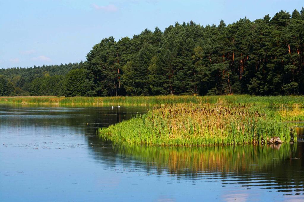 Formy ochrony przyrody na terenie RDLP Szczecin Rezerwaty przyrody - 88 (5902 ha) Parki krajobrazowe - 8 (125394) 54,3% lasy Zespoły przyrodniczo krajobrazowe - 36 (14 015 ha) Użytki ekologiczne -