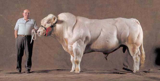 Krowy rasy Belgian Blue uzyskane w wyniku chowu wsobnego od XIX w.