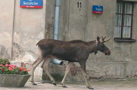 Fot. 2. W ostatnim czasie łosie coraz częściej pojawiają się na terenach miast (fot. T. Zieliński) Photo 2.