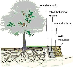 nie składować w obrębie koron drzew materiałów budowlanych, ani ziemi z wykopów, bo to uniemożliwia wymianę gazową między powietrzem a glebą, czego konsekwencją jest zamieranie i gnicie korzeni.