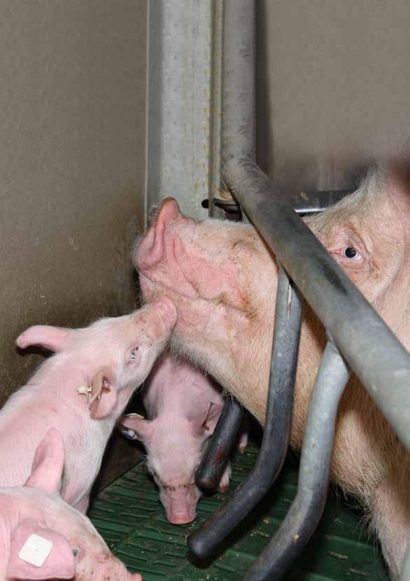 jbs schweinehefe - żywe drożdże o probiotycznym działaniu więcej prosiąt lepsza mleczność bentonit wiążący mykotoksyny (aflatoksyna B 1 ) organicznie związane składniki mineralne wyrównane mioty
