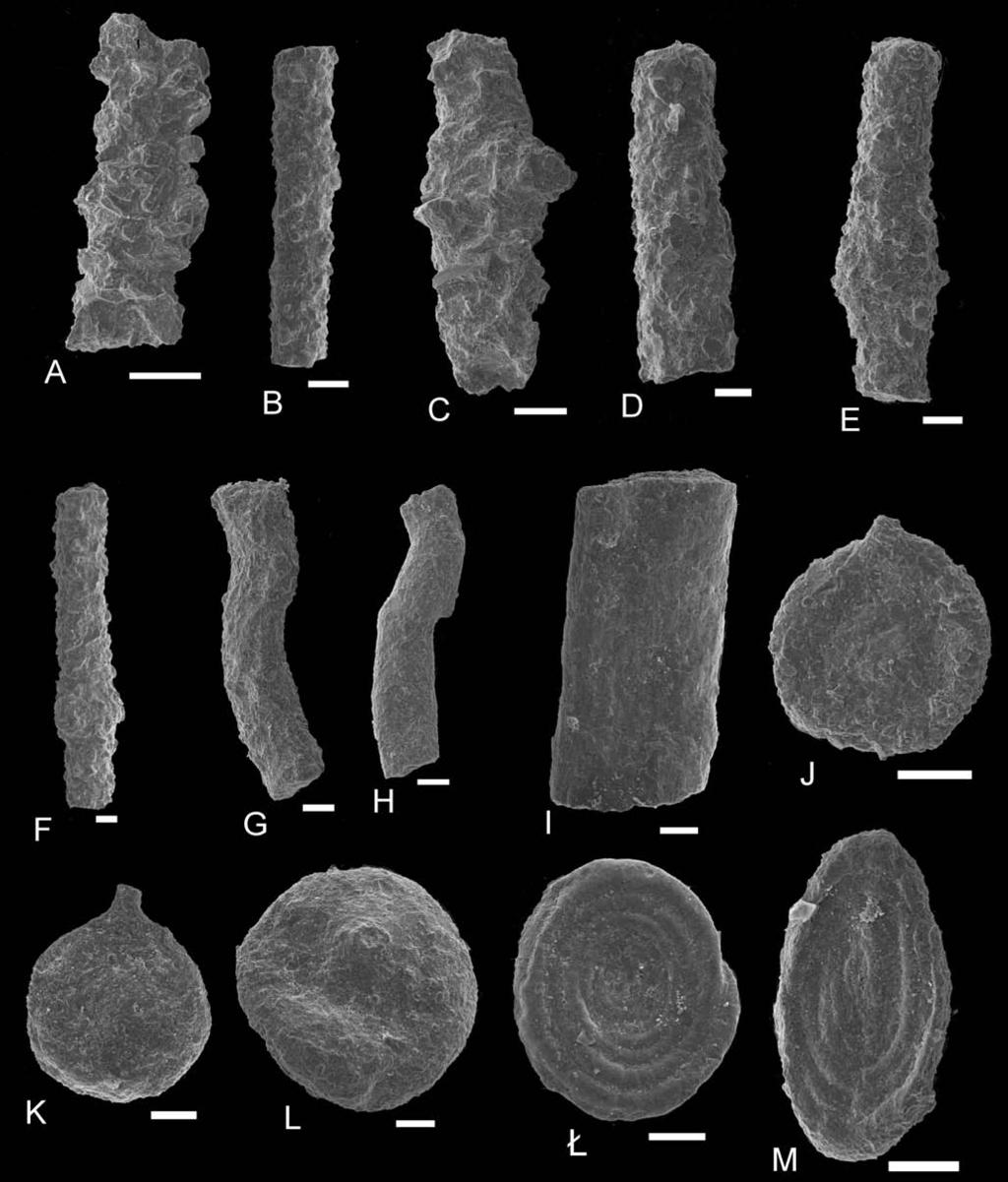 280 M. C ESZ KOWSK ET AL. Fig. 8. SEM-pho tos of foraminifera from the Mutne lo cal ity. A Psammosiphonella cylindrica Glaessner (sam ple 97), B, D Psammosiphonella cylindrica Glaessner (s.