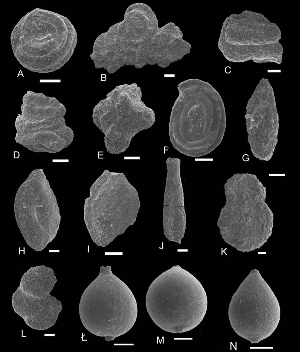 TYPE LO CAL TY OF THE MUTNE SAND STONE MEMBER 281 Fig. 9. SEM-pho tos of foraminifera from the Mutne lo cal ity.