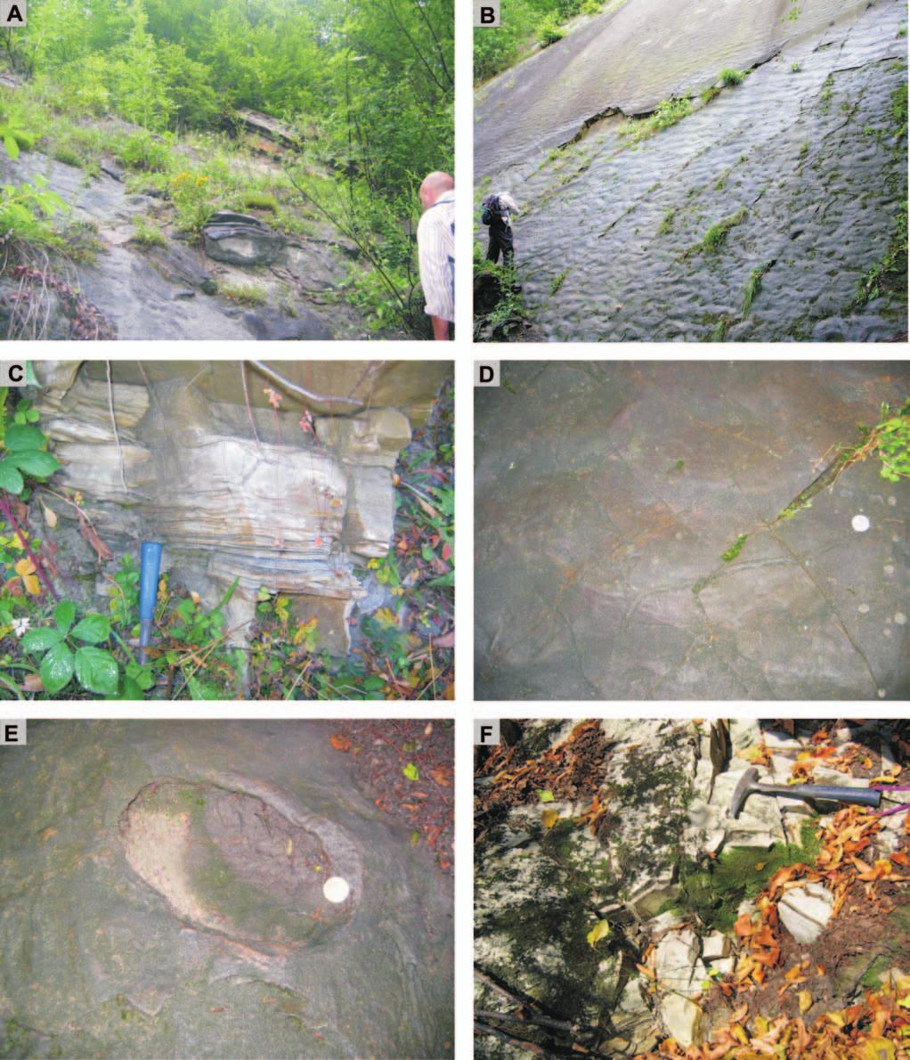 276 M. C ESZ KOWSK ET AL. Fig. 6. Mutne Sand stone Mb. in type lo cal ity (Janikowa Grapa Mt.).