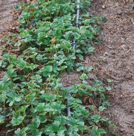 oczekiwanego plonu ** MAXIFRUIT l/ha SULFAMMO 3 -