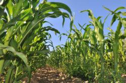 .pl https://www..pl Uprawa kukurydzy Obydwa największe kraje Ameryki Południowej mają wyśmienite warunki do prowadzenia produkcji rolniczej.