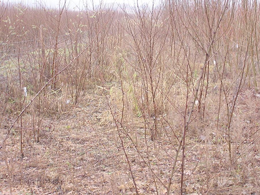 Robinia akacjowa rośliny na dwuletniej