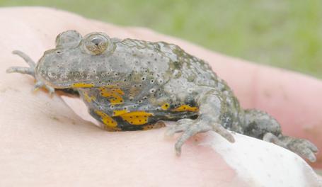 Wstępne badania nad różnorodnością biologiczną.