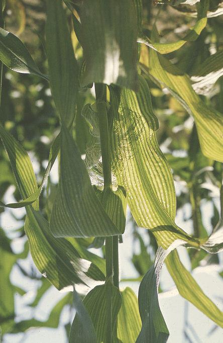 Magnez-gwarancja zaziarnienia kolby i najwyższej wydajności 7 Kukurydza, roślina posiadająca potężny aparat liściowy, wykazuje duże zapotrzebowanie na magnez, od 50 do 70 kg MgO/ha.