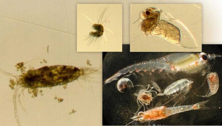 zdrowia substancji w środowisku morskim Antarktyka Badanie strategii życiowych masowo występujących gatunków (Copepoda, Euphausiaceae) w powiązaniu z globalnymi i lokalnymi zmianami środowiska