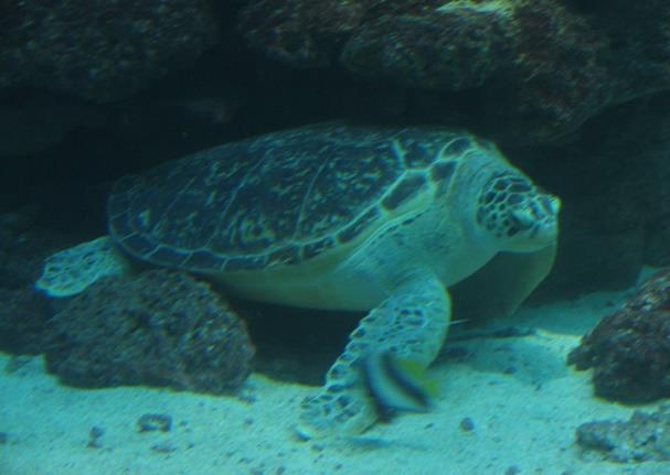 Zakład Funkcjonowania Ekosystemów Morskich Instytut Oceanografii UG Tematyka