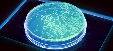 Katedra Biotechnologii Molekularnej 1. Tytuł Przedmiotu dyplomowego: Podstawy genetyki molekularnej i inżynierii genetycznej 2.