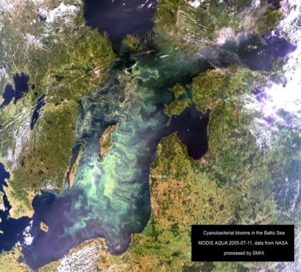 Zakład Biotechnologii Morskiej Instytut Oceanografii UG Biotechnologia Morska Ekologia Biochemiczna