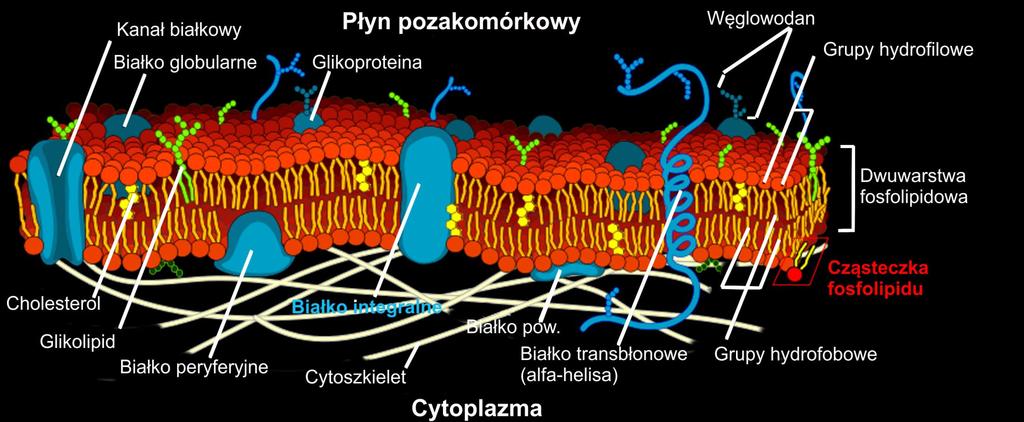 Transport przez błonę komórkową Na podstawie:
