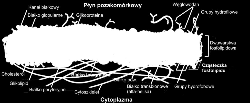 File:Cell membrane detailed diagram en.