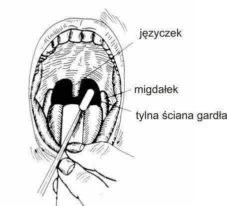 2.2.2. Instrukcja pobrania wymazów z gardła i nosa. NALEŻY STOSOWAĆ WYŁĄCZNIE STERYLNE WYMAZÓWKI, WYKONANE W CAŁOŚCI Z TWORZYWA SZTUCZNEGO, Z WACIKIEM Z WŁÓKNA SYNTETYCZNEGO NP.