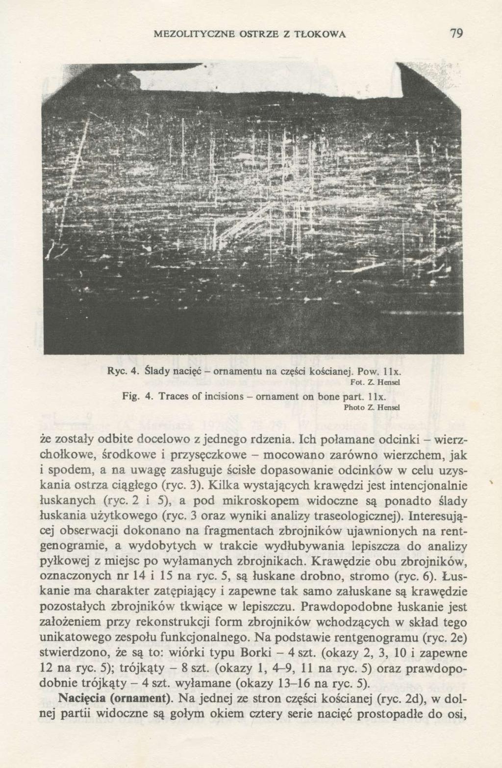 MEZOLITYCZNE OSTRZE Z TŁOKOWA 79 Ryc. 4. Ślady nacięć - ornamentu na części kościanej. Pow. llx. Fot. Z. Hensel Fig. 4. Traces of incisions - ornament on bone part. 1 lx. Photo Z.