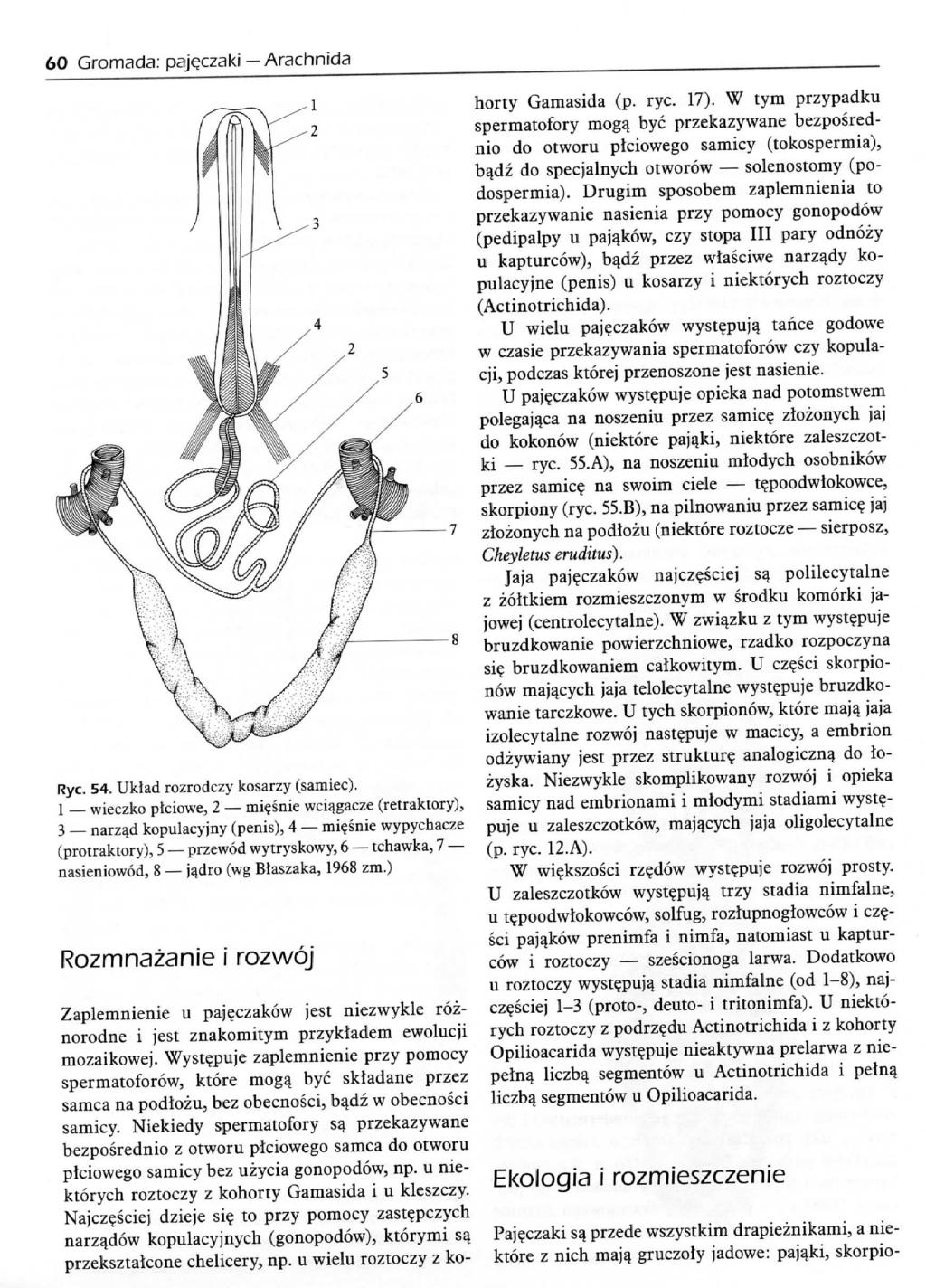 60 Gromada: pajqczaki Arachnida Rye.. 54. Uklad rozrodczy kosarzy (sainiec).