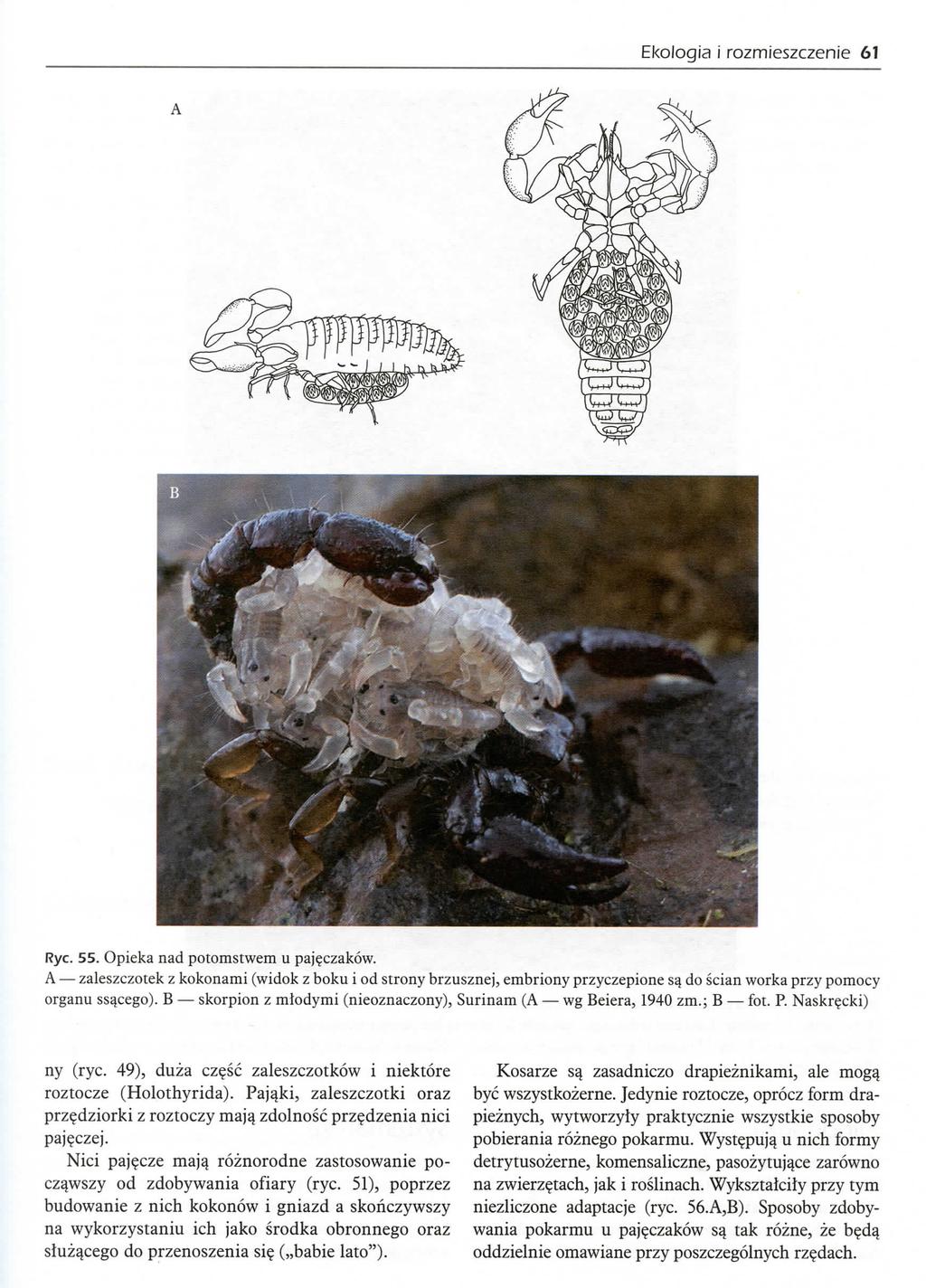Ekologia i rozmieszczenie 61 Rye. 55. Opieka nad potomstwem u pajeczakow.