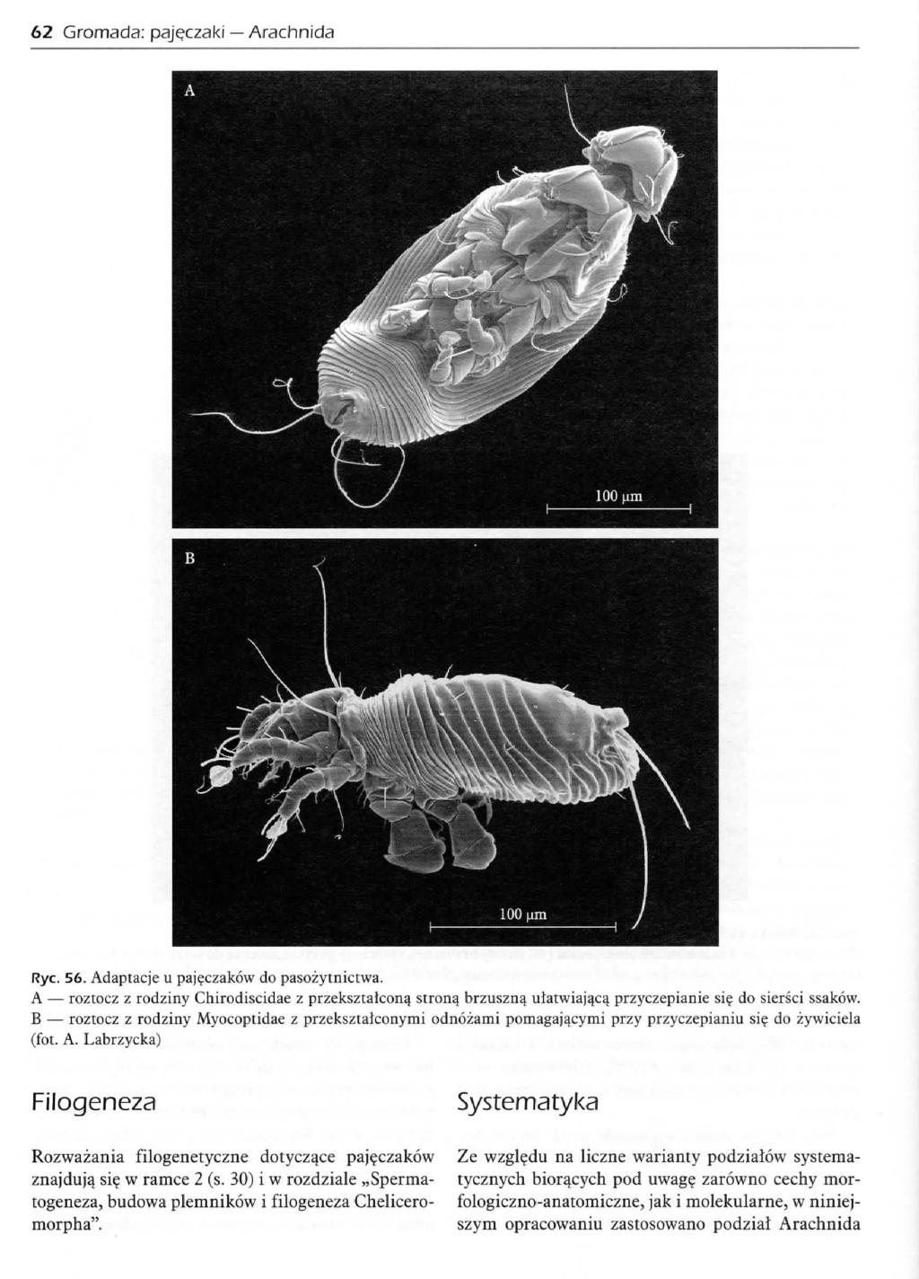 62 Gromacfa: pajetzaki Arachnlda Rye. 56. Adaptacje u paj^czakow do pasozytnictwa. A roztocz z rodziny Chirodiscidae z przeksztalcon^ strong brzuiszna^ uiatwiajacq przyczepianie si$ do siersci ssakow.