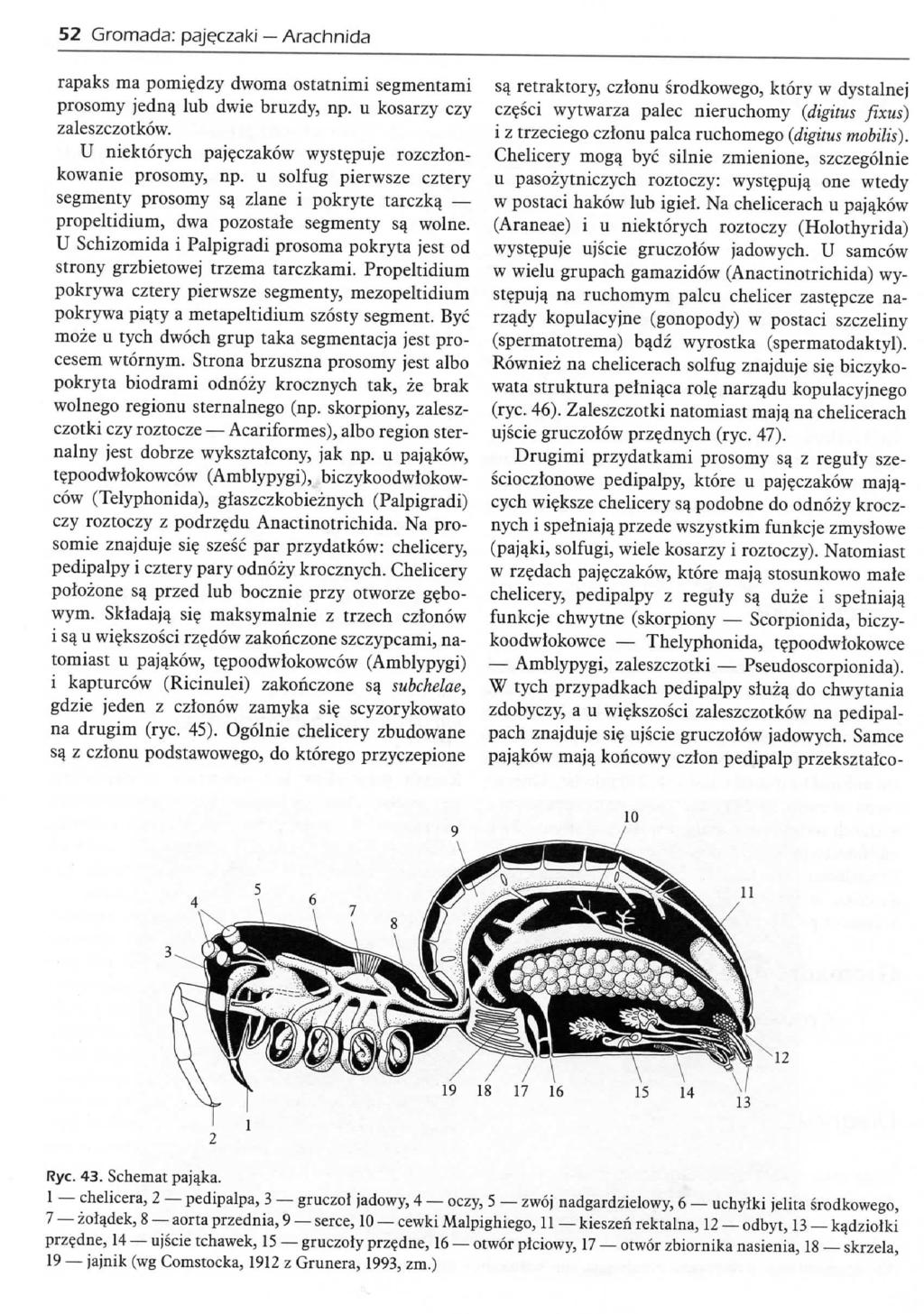 52 Gromada: paj^czaki Arachnida rapaks ma pomi^dzy dwoma ostatnimi segmentami prosomy jednq lub dwie bruzdy, np. u kosarzy czy zaleszczotkow.