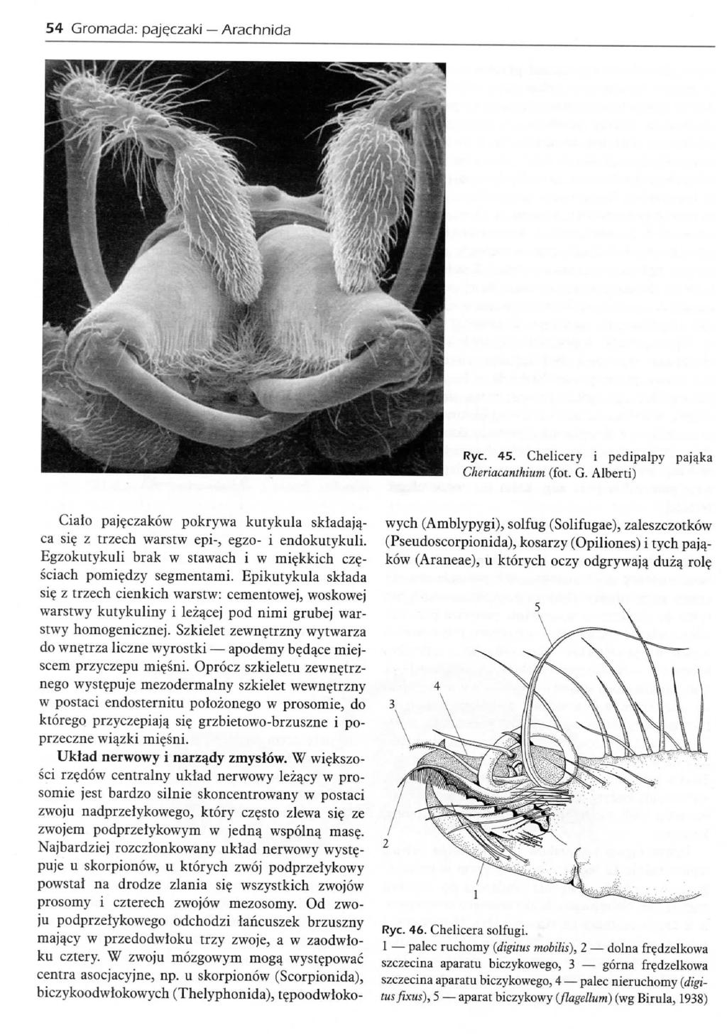 54 Gromada: pajeczaki Arachnida Rye. 45. Chelicery I pedipalpy paja.ka Gkenacanthium (fot. G.. Albert!) Ciato paj?czakow pokrywa kutykula skladajqca si? z trzech warstw epi-, egzo- i endokutykuli.