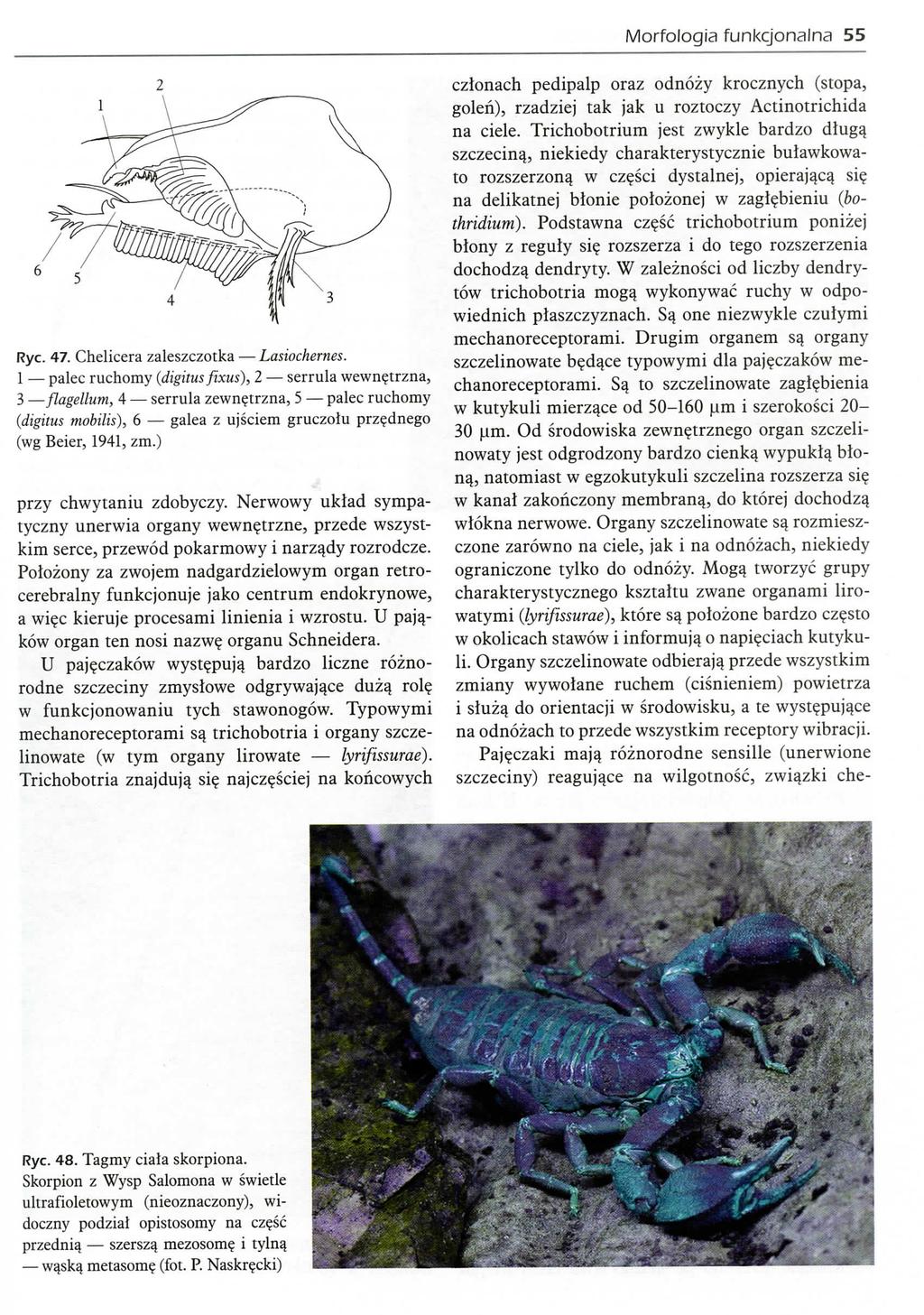 Morfologia funkcjonalna 55 Rye. 47. Chelicera zaleszczotka Lasiochernes. 1 palec ruchomy (digitus fixus), 2 serrula wewn?trzna, 3 flagellum, 4 serrula zewn?