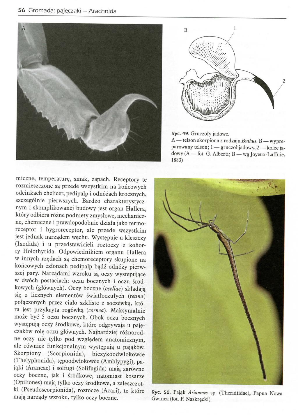 56 Gromada: paj^czaki Arachnida Rye. 49. Gruczoiy jadowe. A telson skorpiona z rodzaju Buthus. B wypreparowany telson; 1 gruczoj jadowy, 2 kolec jadowy (A fot. G. Albert!