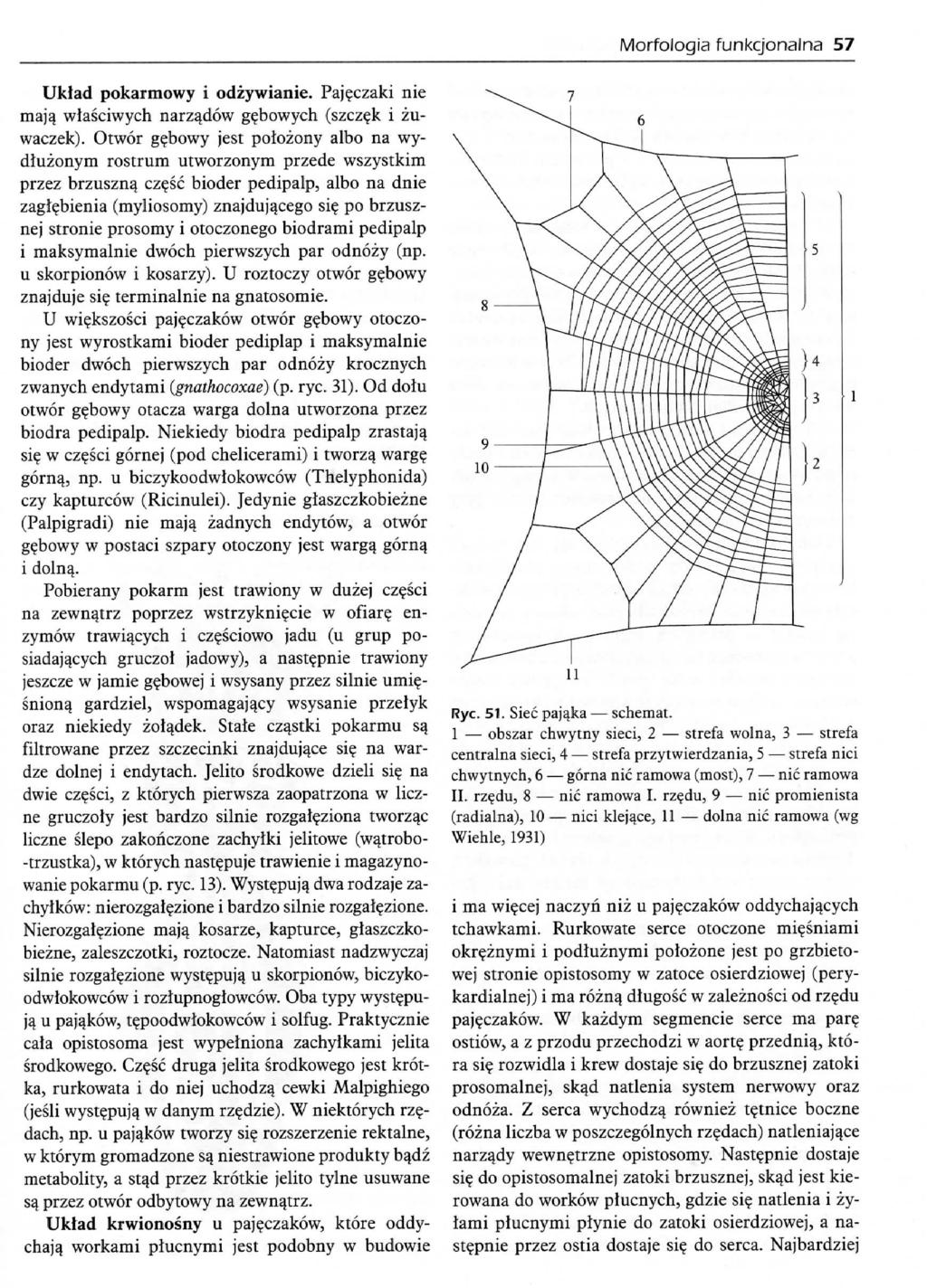 MorfoJogia funkcjonajna 57 Uktad pokarmowy i odzywianie. Paj?czaki nie maja_ wlasciwych narza_dow g?bowych (szcz?k i zuwaczek).