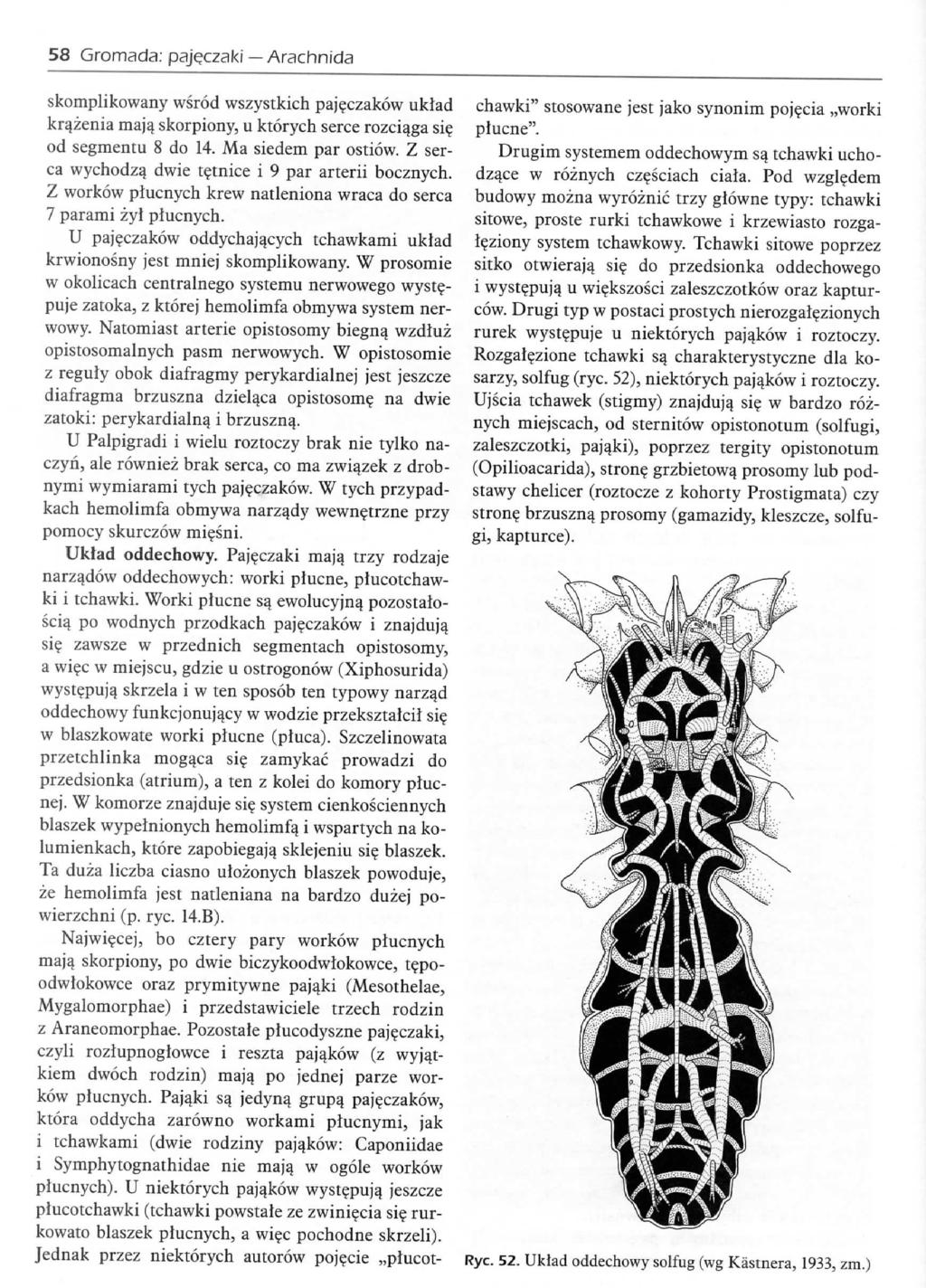 58 Gromada; paj^czaki Arachnida skomplikowany wsrod wszystkich pajeczakow uklad kr^zenia maja_ skorpiony, u ktorych serce rozciqga si? od segmentu 8 do 14. Ma siedem par ostiow.