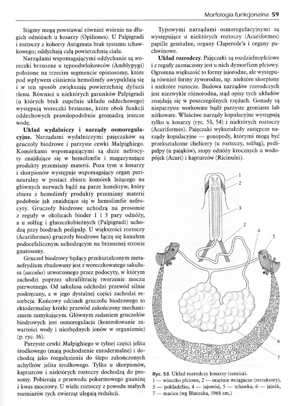 Morfologia funkcjonalna 59 Stigmy mogq powstawac rowniez wtornie na dlugich odnozach u kosarzy (Opiliones). U Palpigradi i roztoczy z kohorty Astigmata brak systemu tchawkowego; oddychaja.