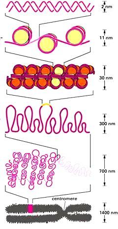 nić DNA Organizacja DNA w chromatynie (2 nm) nukleosom = DNA+histony (11 nm) wyizolowana nić Podstawowe włókno chromatyny = solenoid (30 nm) Pętle (forma rozproszona