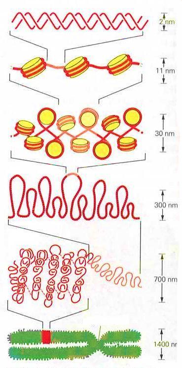 Organizacja DNA w chromatynie krótki region dwuniciowej helisy DNA chromatyna w formie sznura koralików nukleosom=dna+histony nukleosomy upakowane we włókna chromatyny Podstawowe włókno