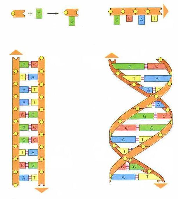 Nukleotyd = deoksyryboza + zasada azotowa + 5' fosforan 4 rodzaje zasad w DNA: adenina (A) guanina (G) cytozyna (C) tymina (T) fosforan elementy konstrukcyjne DNA cukier fosforan cukru 3 zasada