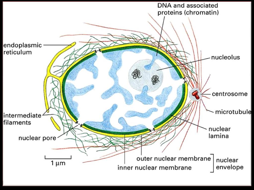 Otoczka jądrowa jest stabilizowana przez 2 sieci filamentów pośrednich: blaszka