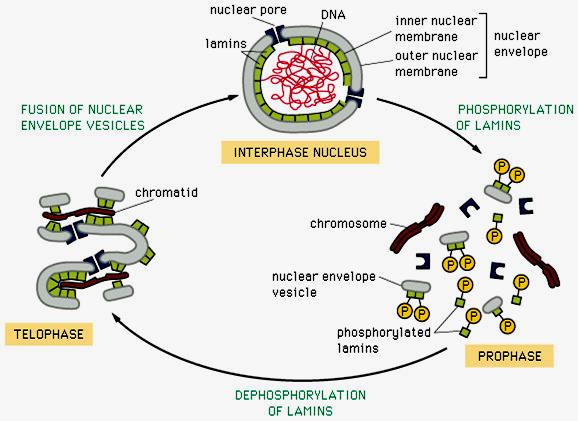 Rola ufosforylowania lamin w przebiegu