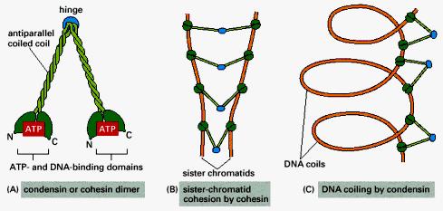 Struktura chromosomu mitotycznego wyznaczona jest m.in.