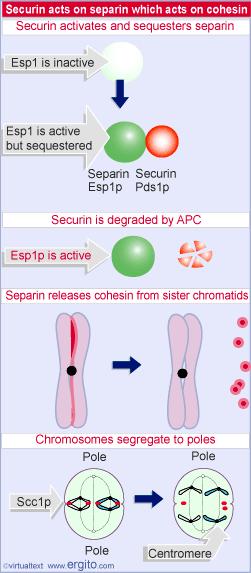 Proteaza separaza rozkładająca kohezyny jest hamowana przez białko sekurynę.