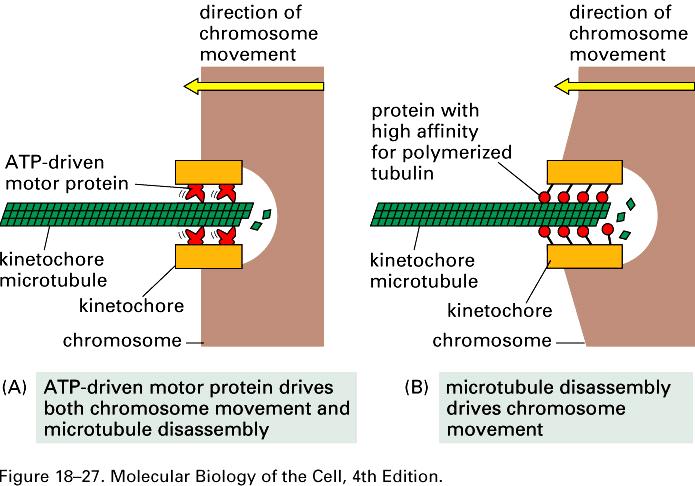 O ruchach chromosomów podczas mitozy decydują białka motoryczne, kinezyny i dyneiny, które