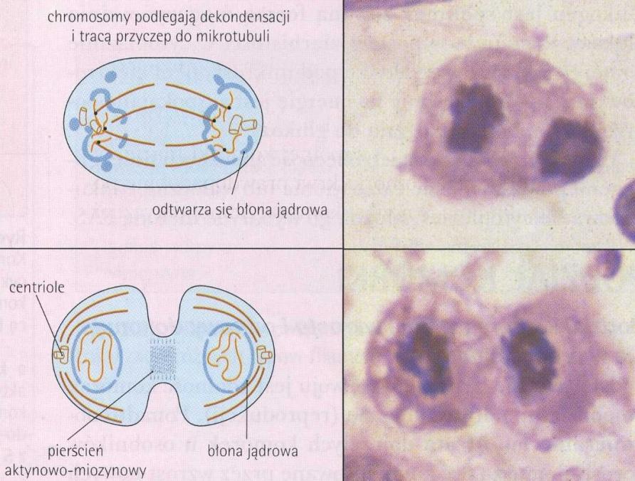 chromosomy jąderkotwórcze zanik