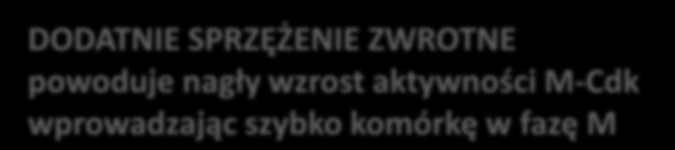 Zaktywowany M-Cdk pośrednio aktywuje więcej M-Cdk tak, że aktywacja M-Cdk zachodzi wybuchowo.