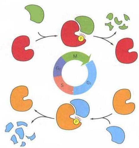 włączenie mitozy Połączenie różnych Cdk z cyklinami uruchamia różne zdarzenia w komórce cyklina mitotyczna M-Cdk Kompleks fazy M (MPF): (maturation promoting factor) aktywuje proces mitozy Cdk