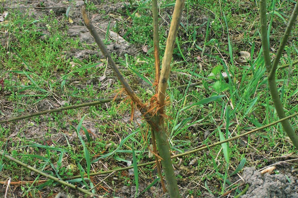 @ q A = B < % R '< % % V % % $ $ % > : % < @ % = B B' '% % % % L< % ' / / B )?@ L K % V A 0 C &?Echinochloa crus-galli L.